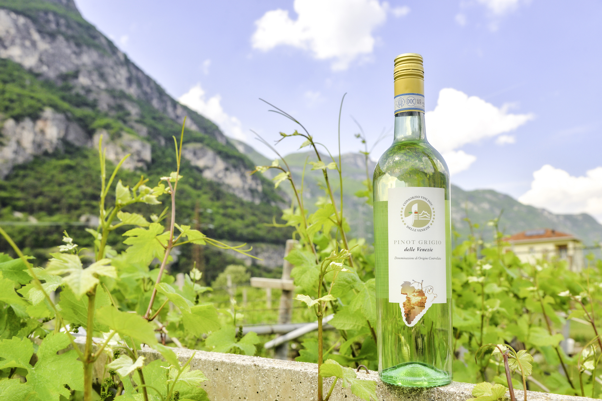 Pinot Grigio delle Venezie vigneto monti